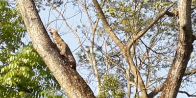 কুকুরের ধাওয়া খেয়ে গাছে মেছো বাঘ, আতঙ্কে এলাকাবাসী