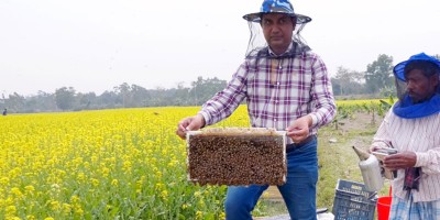 মৌ চাষে স্বাবলম্বী ফেনীর শামীম