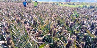 ময়মনসিংহে বাড়ছে আনারস চাষ
