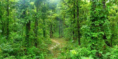 দুই লাখ একরের বেশি বনভূমি এখনো বেদখল