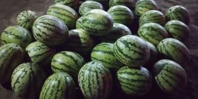 রাজশাহীতে অপরিপক্ব তরমুজে সয়লাব বাজার