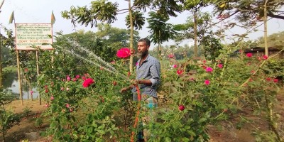 মৌলভীবাজার গণকবরে ময়লার ভাগাড় থেকে ফুলের বাগান