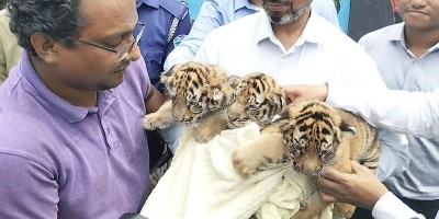 বাঘ দম্পতি জো বাইডেন-জয়ার ৩ শাবকের নামকরণ
