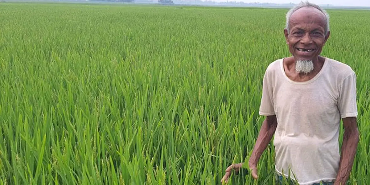 আগাম বন্যা থেকে ফসল রক্ষায় নতুন জাতের ধান চাষ