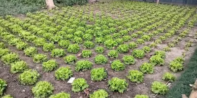 চুয়াডাঙ্গার জীবননগরের পারিবারিক পুষ্টিবাগান