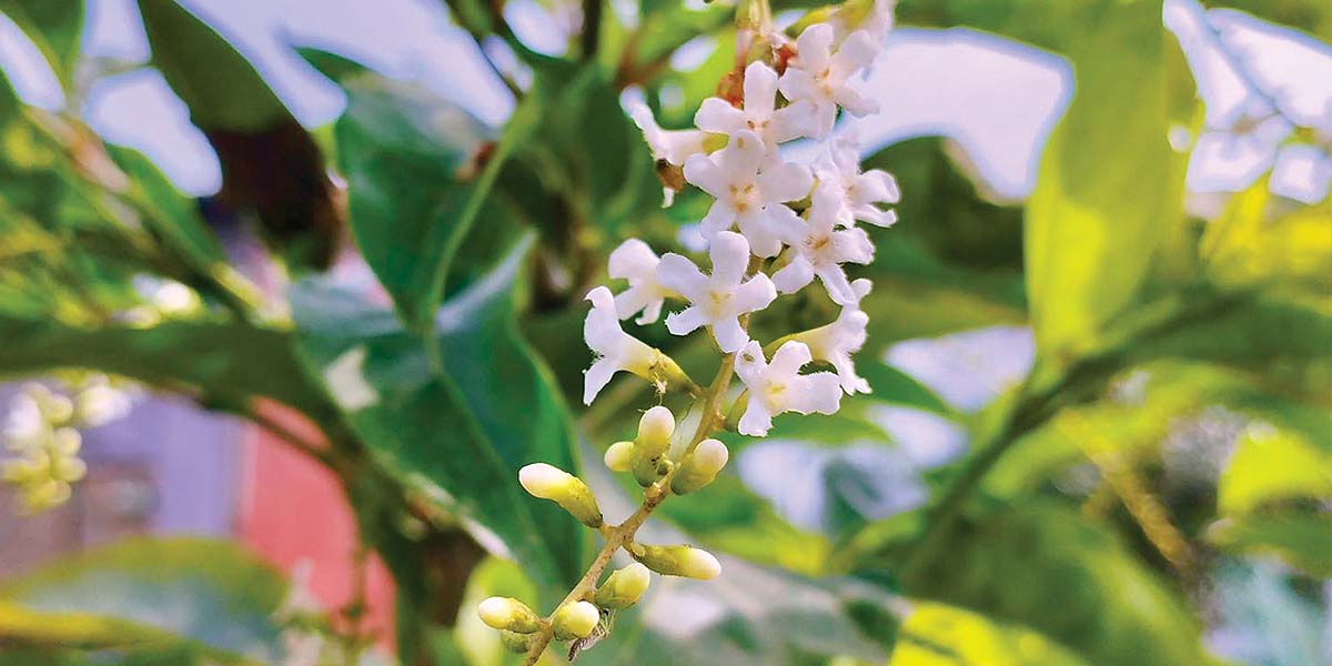 ফুল কেন ফোটে