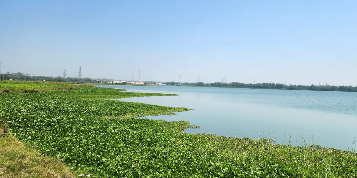 নদীর পেটে ফসলি জমি
