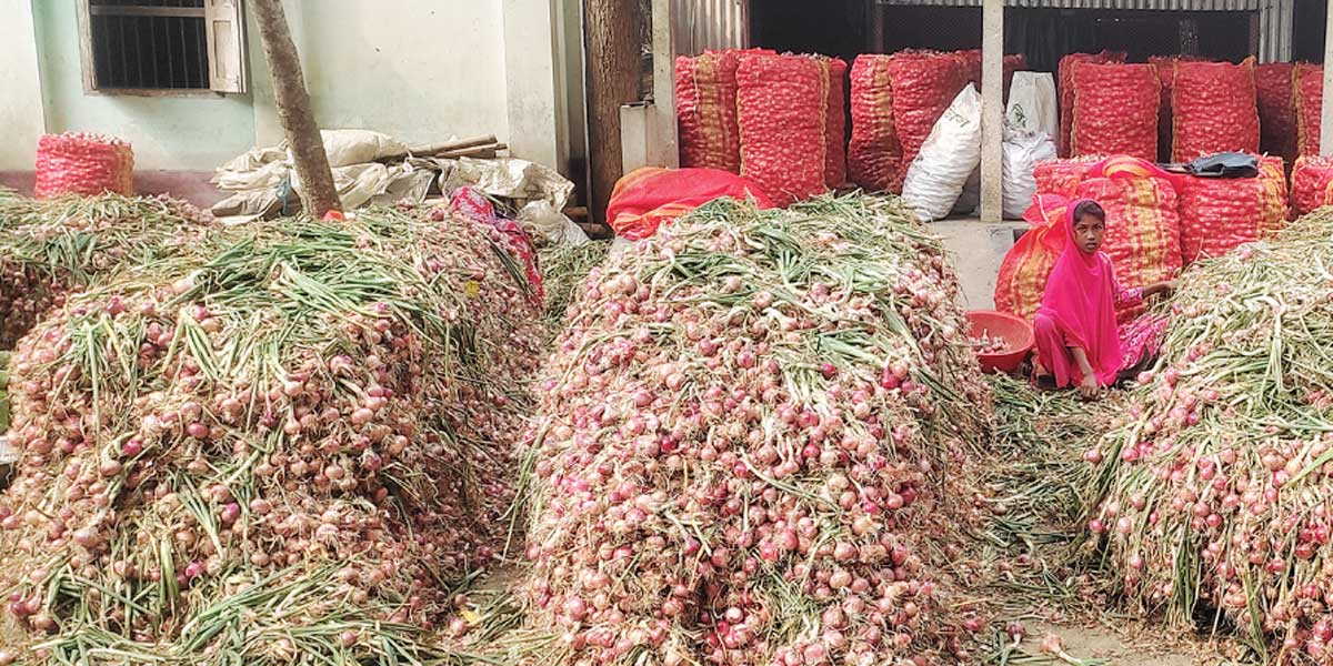 পেঁয়াজ সংরক্ষণ নিয়ে দুশ্চিন্তায় রাজবাড়ীর কৃষকরা