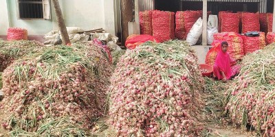 পেঁয়াজ সংরক্ষণ নিয়ে দুশ্চিন্তায় রাজবাড়ীর কৃষকরা