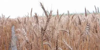 পাটগ্রামে বাড়ছে গম চাষ