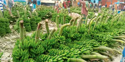 পিরিজপুর কলার হাটে কোটি টাকা বাণিজ্য