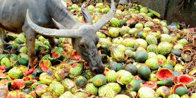ময়লার ভাগাড়ে যাচ্ছে তরমুজ