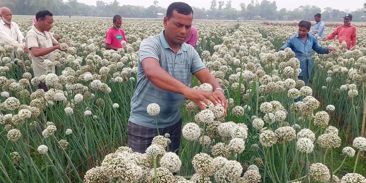 পেঁয়াজের বীজ চাষ করে সফল ঠাকুরগাঁওয়ের মোয়াজ্জেম