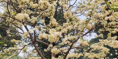 কুরচি তোমার লাগি