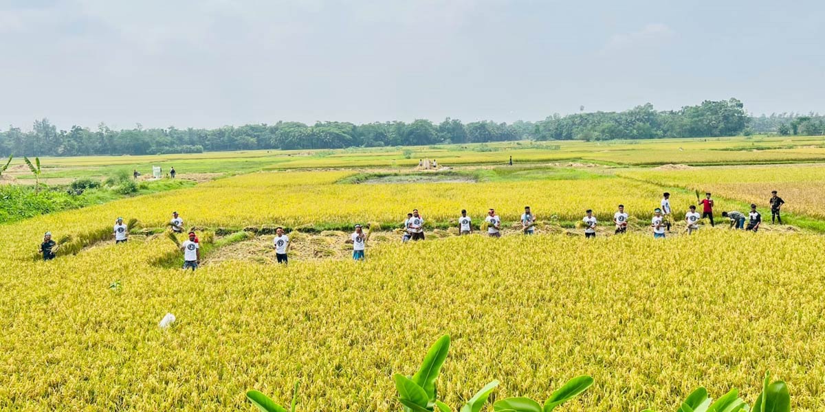 নোয়াখালীতে কৃষকের পাকা ধান কেটে দিল ছাত্রলীগ