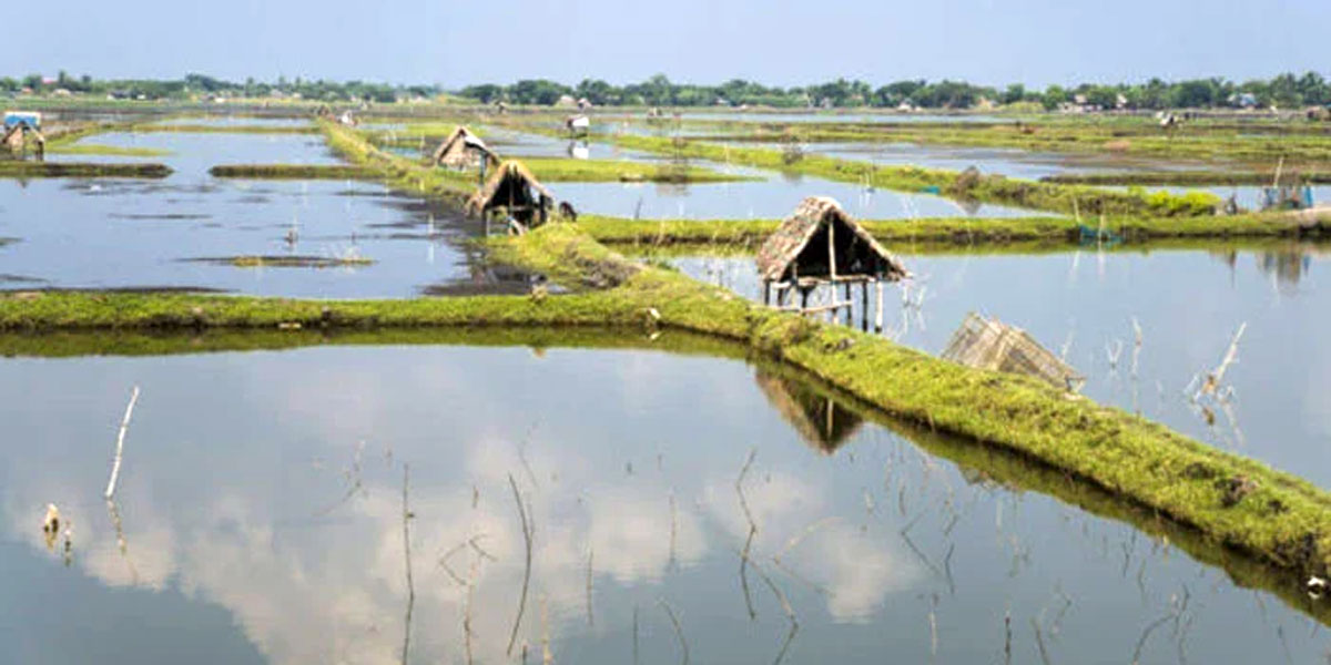 লোনা পানিতে ‘সোনা’, নষ্ট হচ্ছে মাটির ভৌত গঠন