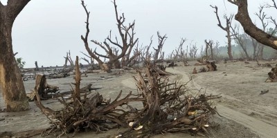উপকূলীয় সবুজ বেষ্টনীও উজাড় হচ্ছে!