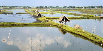 লোনা পানিতে ‘সোনা’, নষ্ট হচ্ছে মাটির ভৌত গঠন