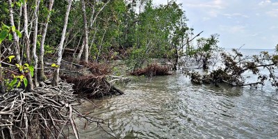 রূপ বদলাচ্ছে সুন্দরবন