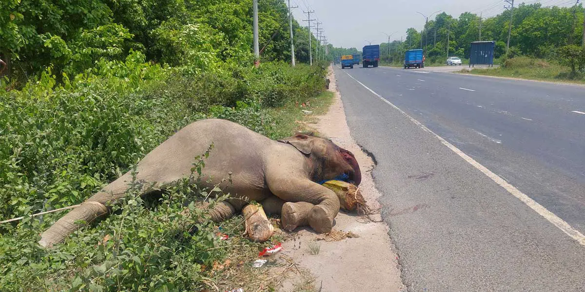 গাজীপুরে মহাসড়কের পাশ থেকে মৃত হাতি উদ্ধার