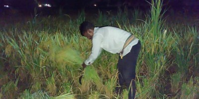 দিনে হিট স্ট্রোকের ভয়, চাঁদের আলোয় ধান কাটছেন কৃষক
