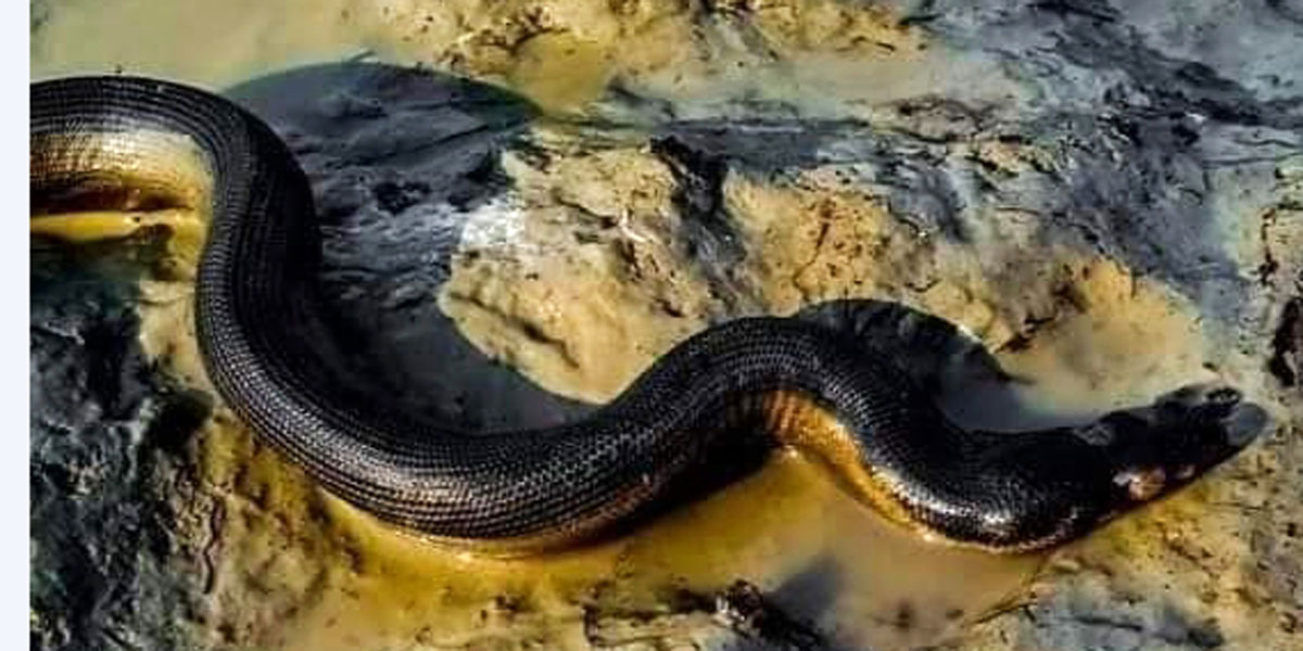 সৈকতে ভেসে এল ‘ইয়েলো-বেলিড সি স্নেক’