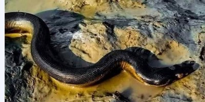 সৈকতে ভেসে এল ‘ইয়েলো-বেলিড সি স্নেক’