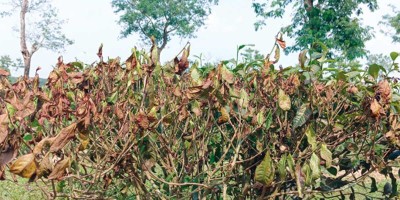 তাপপ্রবাহে সংকটে চা-শিল্প