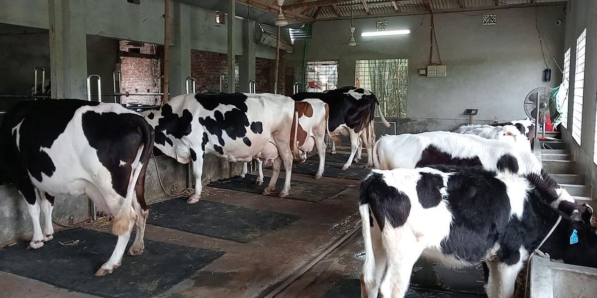 পাটগ্রামে গরুর দুধ বিক্রি করে বছরে আয় ১৫ লাখ টাকা