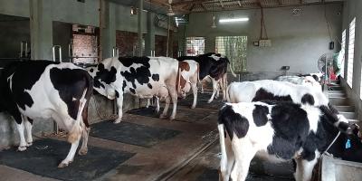 পাটগ্রামে গরুর দুধ বিক্রি করে বছরে আয় ১৫ লাখ টাকা