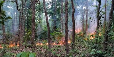 গারো পাহাড়ে দুর্বৃত্তের আগুনে পুড়ছে বন