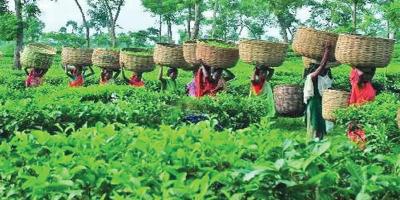 নতুন বছরে চায়ের প্রথম নিলাম অনুষ্ঠিত