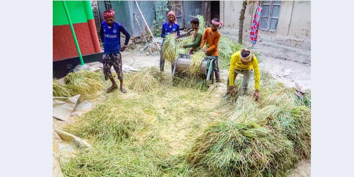 শ্রমিক সংকটে নিজেরাই কাটছে ধান