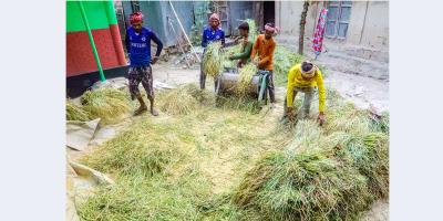 শ্রমিক সংকটে নিজেরাই কাটছে ধান