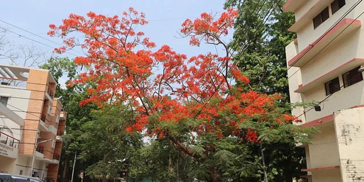 কৃষ্ণচূড়ায় রঙিন কুমিল্লা