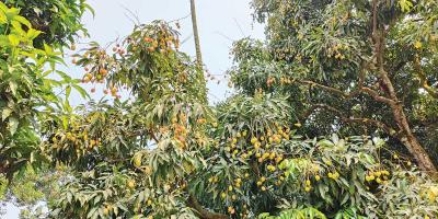 বিপাকে সোনারগাঁয়ের লিচু চাষিরা