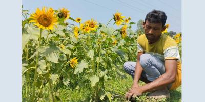 গাইবান্ধায় ধানের বদলে সূর্যমুখী চাষ