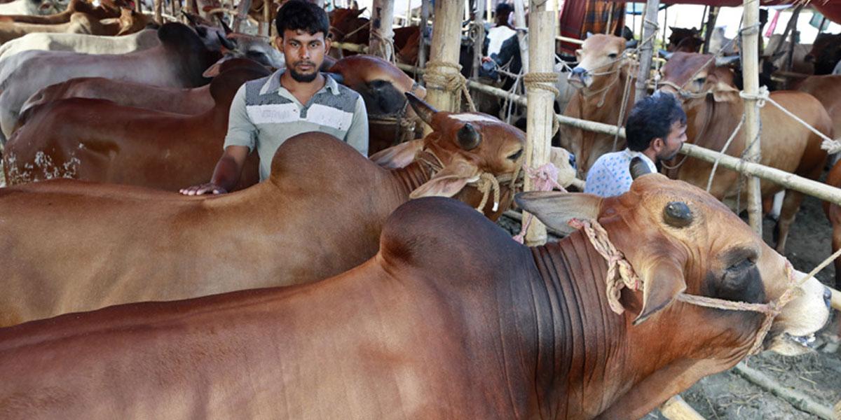 কোরবানিতে চাহিদার চেয়ে ২২ লাখের বেশি গবাদিপশু প্রস্তুত