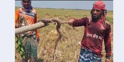 চাঁদপুরের চরাঞ্চলে রাসেল ভাইপার আতঙ্ক