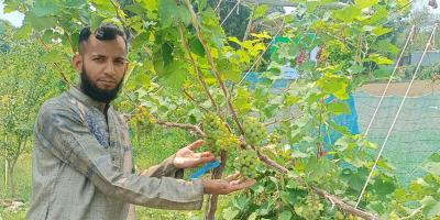 আঙুর চাষে সফল ফজলে রাব্বি