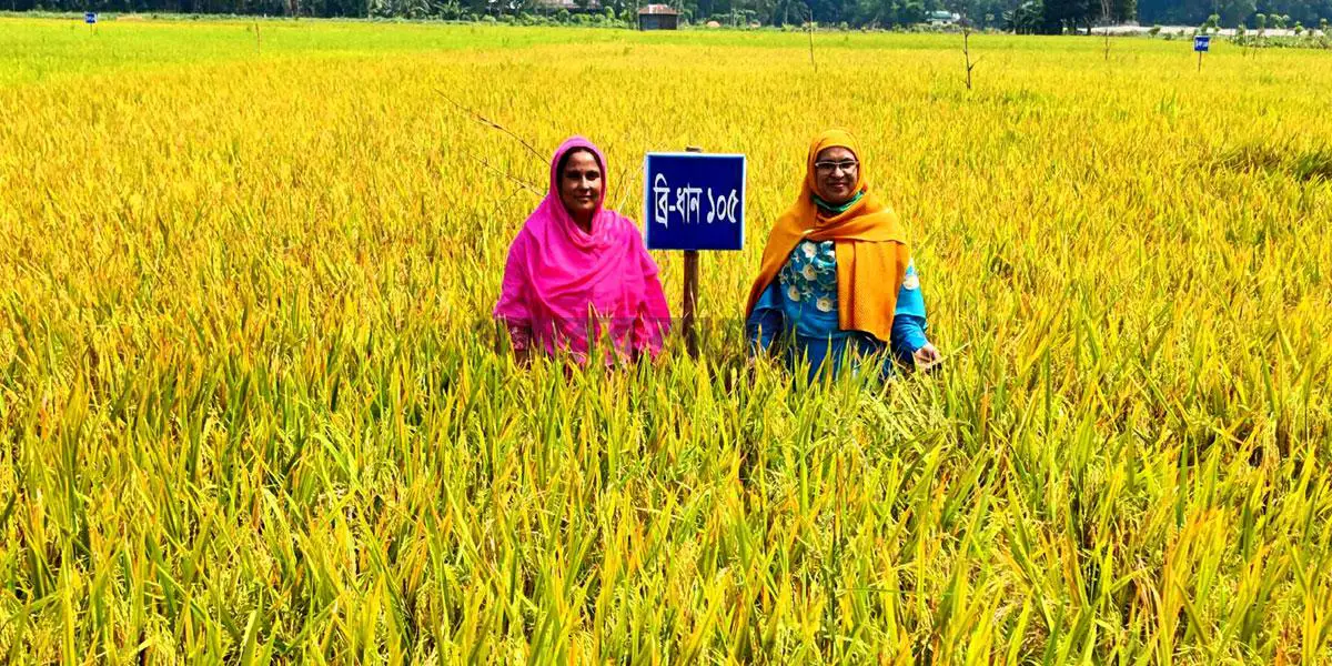 ‘ডায়াবেটিক ধান’ চাষে মিলেছে সফলতা