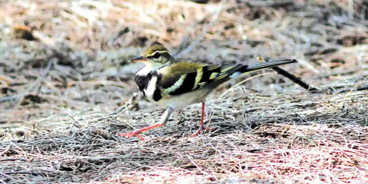 বন খঞ্জন বিরল পরিযায়ী