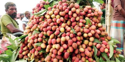 স্বল্প আয়ের মানুষের নাগালের বাইরে লিচু