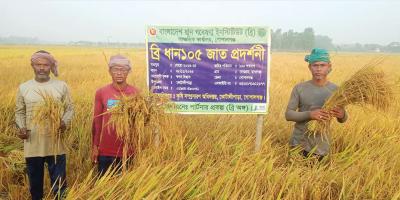 ডায়াবেটিস রোগীদের জন্য ব্রি ধান-১০৫