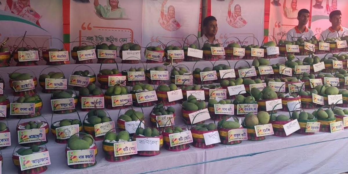 বাঘায় ১৩৫ প্রজাতির আম প্ৰদৰ্শন শুরু