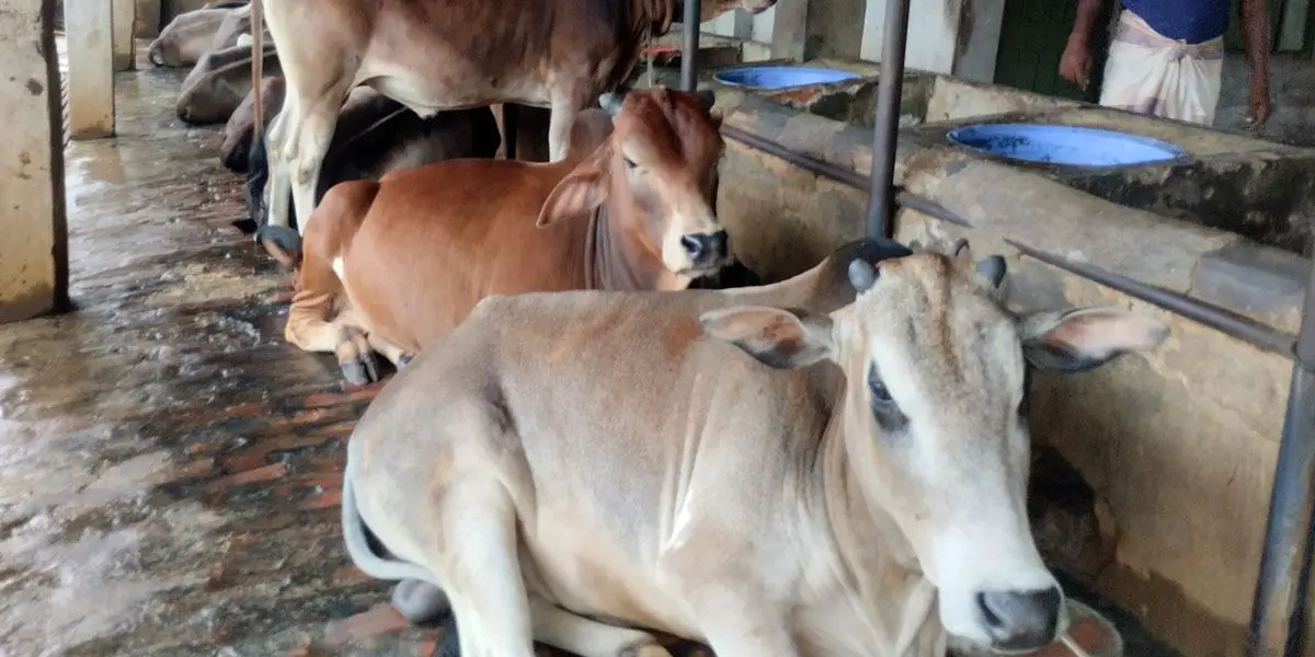 গরু পালন করে কোটিপতি