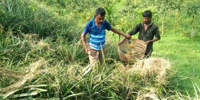 মৌলভীবাজার হিমাগারের অভাবে নষ্ট হচ্ছে আনারস