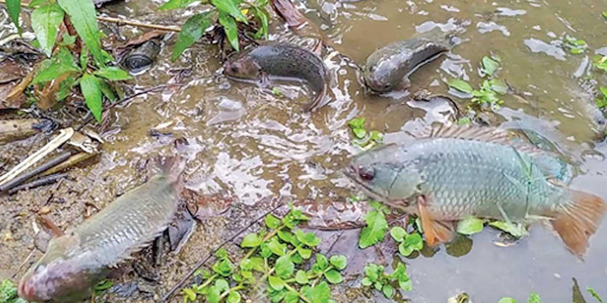 বৃষ্টির সময় ‘কই মাছ’ কেন মাটিতে উঠে আসে?