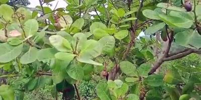 পাহাড়ে কাজুবাদাম চাষের দ্বার উন্মোচন