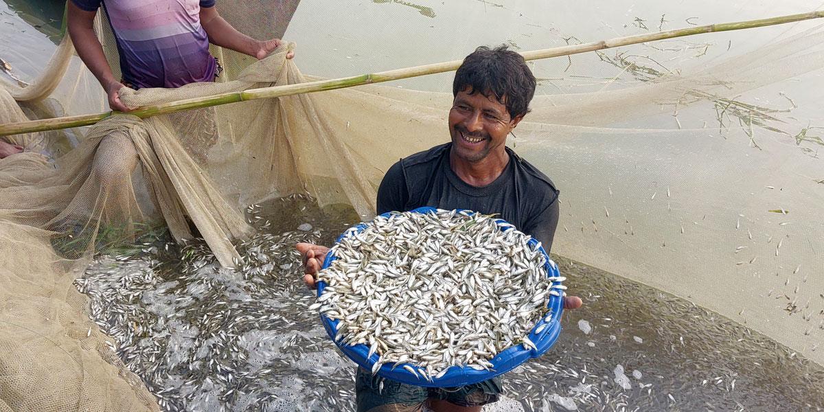 শরীয়তপুরে বাণিজ্যিকভাবে মলা মাছ চাষে সফলতা
